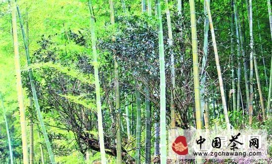 关于安溪有机茶发展驶入快车道的最新资讯(1)