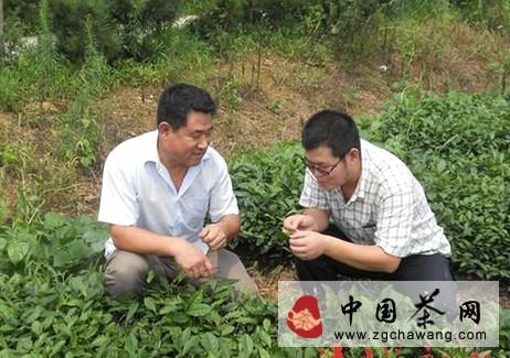 有关于诸城农业局安排技术人员为绿茶“体检”的热门资讯