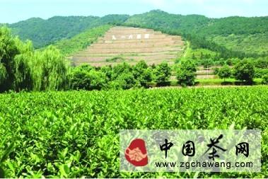 关于舒茶：绿野兰花漫 茶乡百业旺的最新信息