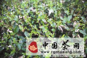 有关于杭州迎来后高温时期，龙井茶农还是不得闲(图)的最新信息