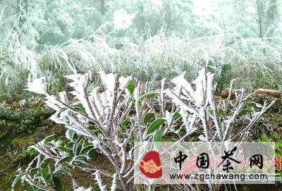 有关于最强霜冻来袭 潮州凤凰春茶产量将受到影响的热门消息