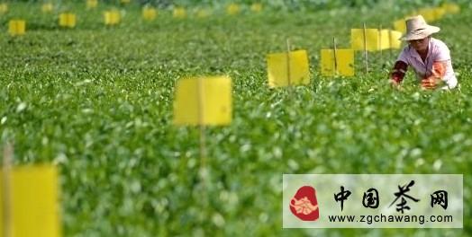 关于生物防虫形成宣恩县茶园一道风景的热门资讯