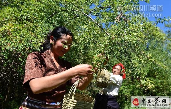 有关于甘孜雪域俄色茶促农牧民增收致富的最新资讯