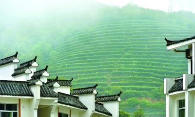 有关于“美丽中国·寻找福建最美茶乡”之福鼎行的热门新闻(3)