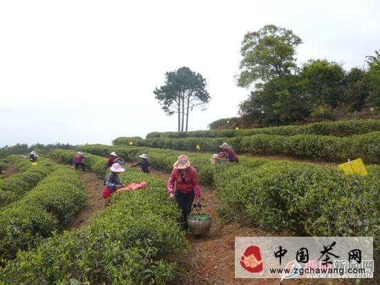 关于福鼎市白琳镇“三板斧”力助茶产业发展(图)的最新消息