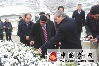 关于中东大使考察贵阳白茶基地的热门消息