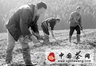 关于松溪县茶平乡茶农采用无性扦插技术繁育茶树苗的热门新闻