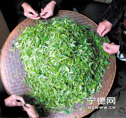 关于传承技艺白茶飘香 品牌运作商机再现的新闻(1)