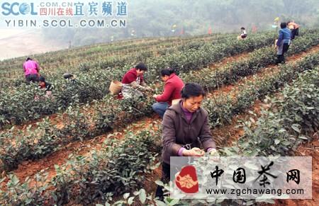 有关于2014年宜宾早茶采摘正式拉开帷幕的信息(1)