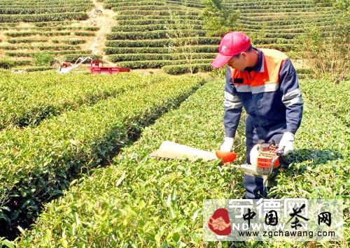 有关于霞浦县高新茶叶示范园推广茶叶高效种植(图)的热门新闻