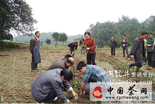 有关于高县:四川茶叶生产大县掀起新一轮栽茶热潮的最新资讯