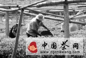 有关于平阳村给茶园补充营养的新闻