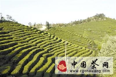 有关于固始县多措并举做大做强茶产业的热门资讯