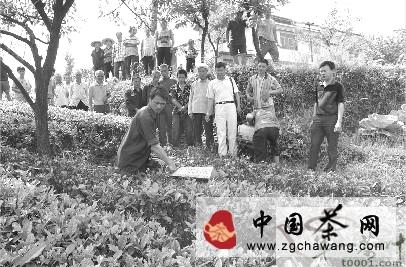 关于泸州农技人员指导茶农改造低产茶园的热门新闻