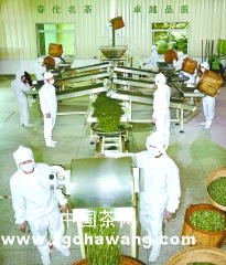 有关于福州茉莉花茶续写“世界名茶”新篇章的热门新闻