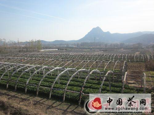 有关于山东即墨鳌角石：一村仨名牌 茶叶香飘万里的热门消息