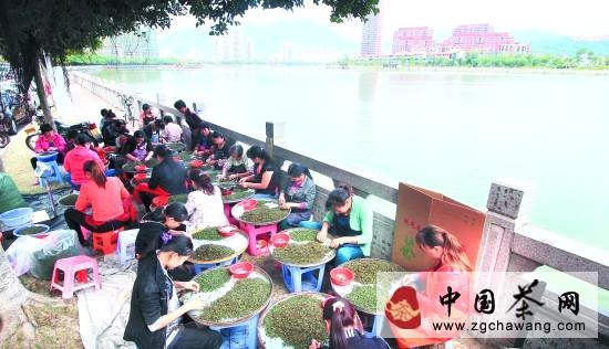 有关于安溪秋茶采摘已入尾声 秋茶呈现产销两旺的热门信息(1)