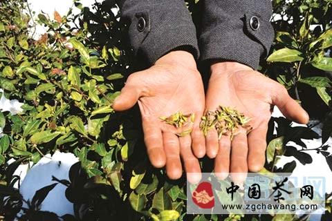 关于低温雨雪天气袭击贵州 早春茶叶很＂受伤＂(图)的热门信息(2)