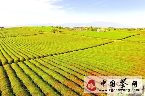 有关于兰溪：持续高温“灼伤”茶叶的最新信息