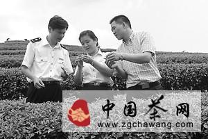 有关于安溪县出口茶叶质量安全示范区建设成效显现的信息
