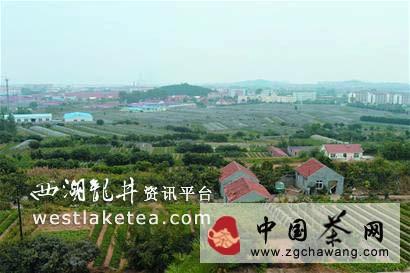 有关于崂山绿茶只摘“一心两叶” 好茶一斤上千元的最新资讯