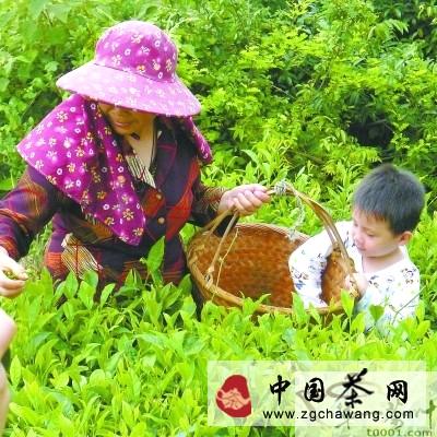 有关于到霞浦品中国第一早茶“元宵茶”的新闻