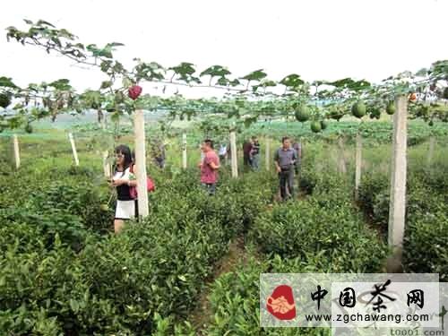 关于贵州省监狱管理局帮助凤冈发展茶园套种吊瓜项目的热门新闻