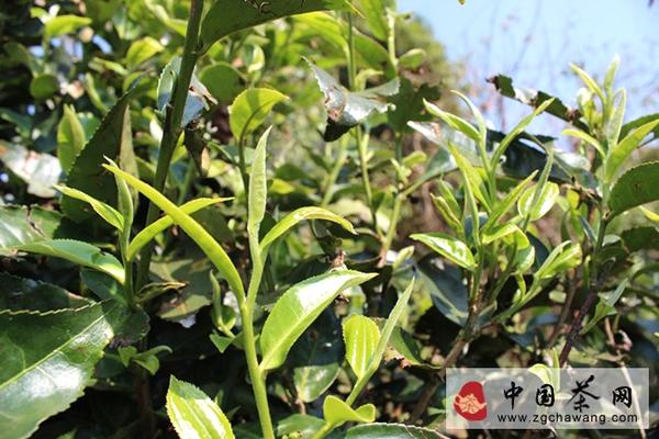 有关于年末盘点普洱茶秋茶价格 曼松贡茶古树茶笑傲天下的资讯(3)