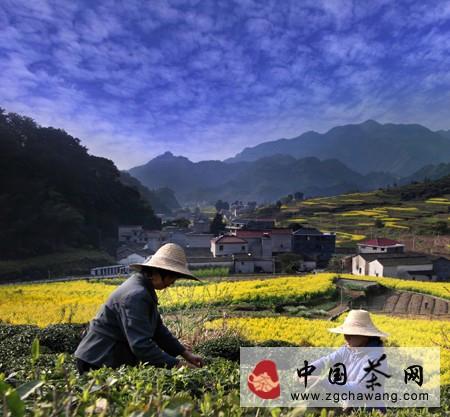 有关于千岛茶经:千岛玉叶龙井茶的品牌提振之路的消息