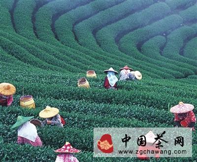 有关于踏春体验采茶制茶品茶活动的热门消息