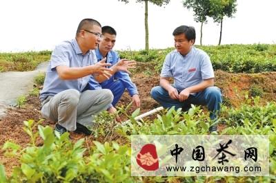 有关于安溪引导茶企发展有机茶的消息