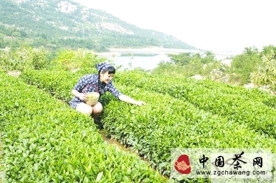 关于“晓阳春”成青岛世园游客指定接待用茶的最新资讯