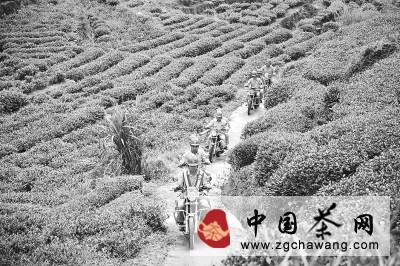 有关于行走在茶山上的电力维修队的热门消息