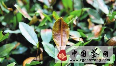 有关于明年春茶减产已成定局的新闻(1)
