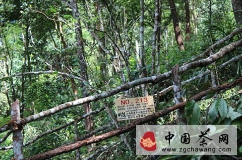 有关于探访普洱茶圣地 曼松贡茶山的新闻(1)