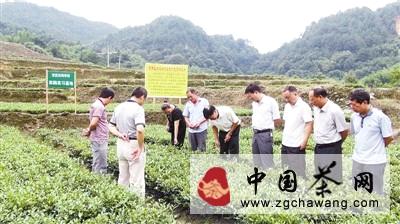 关于龙岩新罗区大池茶叶产业农民田间学校开班的热门信息