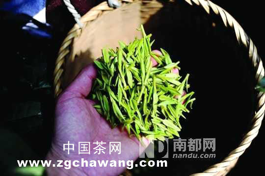 有关于西湖龙井“明前茶”价格跳水约三成的热门信息