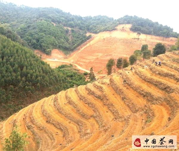 关于佛冈县全力打造首家生态观光茶园的消息