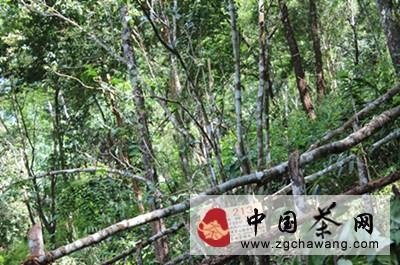 有关于则道茶业诠释:茶行业只有大格局才有大未来的热门信息(2)