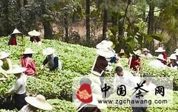 关于漳州诏安正全力打造富硒金银花品牌的热门信息