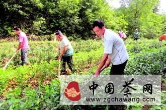 有关于贵州省加快建设高效茶园 多元产品提高茶叶效益的新闻(1)