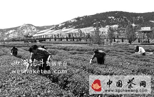 关于春绿夏红秋乌龙，日照绿茶富了巨峰茶农(图)的热门资讯