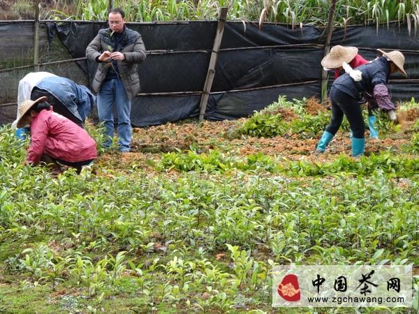 关于广西金秀县野生茶育苗基地苗木出圃了的新闻