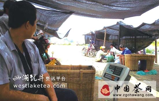 有关于日照秋茶采摘季接近尾声 红茶普洱茶迎来销售旺季的热门消息