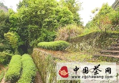 有关于袁荣辉：我只想还原茶的健康本质的热门资讯(2)