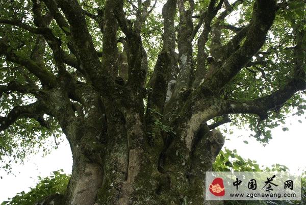 有关于哭泣的的古茶树的资讯