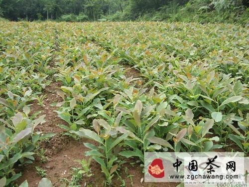 有关于古蔺桂花乡：赶黄草助推群众致富梦的热门新闻(2)