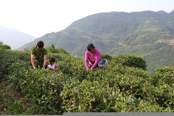 关于紫阳县洄水镇万亩茶产业茁壮成长的热门信息