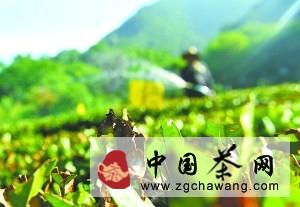 关于杭州高温烤死千亩龙井茶树 明年春茶恐涨价的最新消息