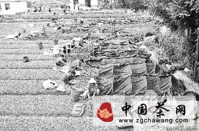 关于恩施龙凤镇因地制宜发展茶叶特色农业的资讯